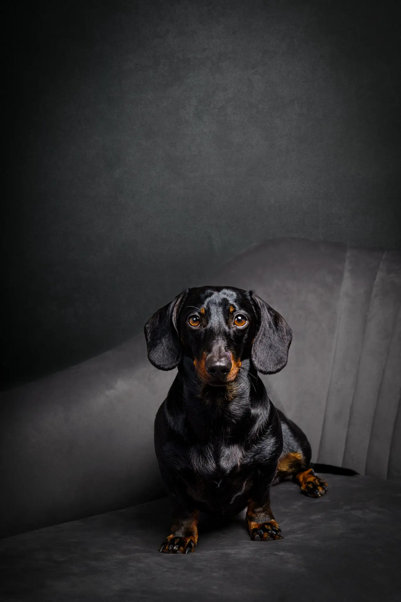 A black and tan dachshund sitting on a gray couch.